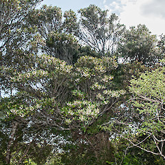 Kaitoke Regional Park.<br>Photographer: Jeremy R. Rolfe, Date taken: 20/12/2016, Licence: <a target='_blank' href='https://creativecommons.org/licenses/by/4.0'>CC BY</a>.