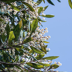 Kaitoke Regional Park.<br>Photographer: Jeremy R. Rolfe, Date taken: 20/12/2016, Licence: <a target='_blank' href='https://creativecommons.org/licenses/by/4.0'>CC BY</a>.