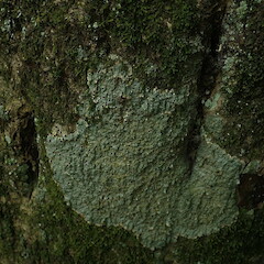 Corticolous, St John’s Bush Auckland.<br>Photographer: Marley Ford, Date taken: 21/10/2019, Licence: <a target='_blank' href='https://creativecommons.org/licenses/by-nc/4.0'>CC BY-NC</a>. <a class='member-message' href='/nzpcn/why-join-nzpcn/' target='_blank'>Members can view a larger version of this image.</a>