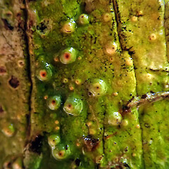 Corticolous on nikau, Puponga Nelson.<br>Photographer: Peter J de Lange, Date taken: 30/11/2019, Licence: <a target='_blank' href='https://creativecommons.org/licenses/by-nc/4.0'>CC BY-NC</a>. <a class='member-message' href='/nzpcn/why-join-nzpcn/' target='_blank'>Members can view a larger version of this image.</a>