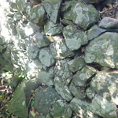 Saxicolous on shaded basalt rock wall, Mt Eden Auckland.<br>Photographer: Marley Ford, Date taken: 29/09/2021, Licence: <a target='_blank' href='https://creativecommons.org/licenses/by-nc/4.0'>CC BY-NC</a>. <a class='member-message' href='/nzpcn/why-join-nzpcn/' target='_blank'>Members can view a larger version of this image.</a>