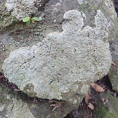 Saxicolous on basalt rock wall, Mt Eden Auckland.<br>Photographer: Marley Ford, Date taken: 29/09/2021, Licence: <a target='_blank' href='https://creativecommons.org/licenses/by-nc/4.0'>CC BY-NC</a>. <a class='member-message' href='/nzpcn/why-join-nzpcn/' target='_blank'>Members can view a larger version of this image.</a>