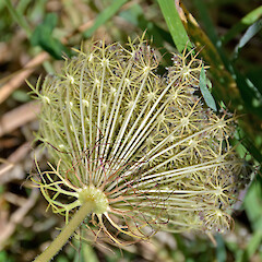 Underside of umbel. Hutt River, Pomare, Lower Hutt.<br>Photographer: Jeremy R. Rolfe, Date taken: 23/02/2013, Licence: <a target='_blank' href='https://creativecommons.org/licenses/by/4.0'>CC BY</a>. <a class='member-message' href='/nzpcn/why-join-nzpcn/' target='_blank'>Members can view a larger version of this image.</a>
