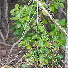 Te Paki.<br>Photographer: Jeremy R. Rolfe, Date taken: 13/04/2015, Licence: <a target='_blank' href='https://creativecommons.org/licenses/by/4.0'>CC BY</a>. <a class='member-message' href='/nzpcn/why-join-nzpcn/' target='_blank'>Members can view a larger version of this image.</a>