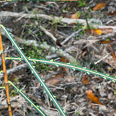 Te Paki.<br>Photographer: Jeremy R. Rolfe, Date taken: 13/05/2015, Licence: <a target='_blank' href='https://creativecommons.org/licenses/by/4.0'>CC BY</a>. <a class='member-message' href='/nzpcn/why-join-nzpcn/' target='_blank'>Members can view a larger version of this image.</a>