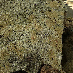 On concrete, Mt Eden Auckland.<br>Photographer: Marley Ford, Date taken: 31/01/2020, Licence: <a target='_blank' href='https://creativecommons.org/licenses/by-nc/4.0'>CC BY-NC</a>. <a class='member-message' href='/nzpcn/why-join-nzpcn/' target='_blank'>Members can view a larger version of this image.</a>