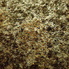 On concrete, Mt Eden Auckland.<br>Photographer: Marley Ford, Date taken: 31/01/2020, Licence: <a target='_blank' href='https://creativecommons.org/licenses/by-nc/4.0'>CC BY-NC</a>. <a class='member-message' href='/nzpcn/why-join-nzpcn/' target='_blank'>Members can view a larger version of this image.</a>