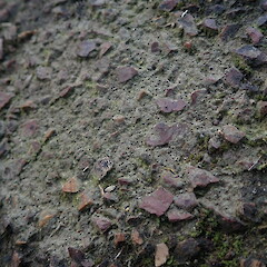 On concrete path way, Grey Lynn Auckland.<br>Photographer: Marley Ford, Date taken: 20/08/2021, Licence: <a target='_blank' href='https://creativecommons.org/licenses/by-nc/4.0'>CC BY-NC</a>. <a class='member-message' href='/nzpcn/why-join-nzpcn/' target='_blank'>Members can view a larger version of this image.</a>