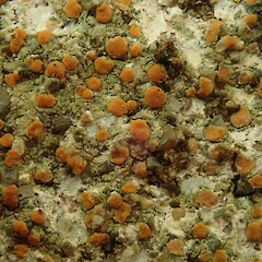 Protoblastenia rupestris