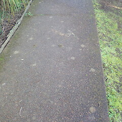 On concrete walkway, Grey Lynn Auckland.<br>Photographer: Marley Ford, Date taken: 20/08/2021, Licence: <a target='_blank' href='https://creativecommons.org/licenses/by-nc/4.0'>CC BY-NC</a>. <a class='member-message' href='/nzpcn/why-join-nzpcn/' target='_blank'>Members can view a larger version of this image.</a>