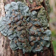 Coccocarpia erythroxyli