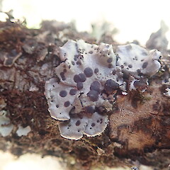 Corticolous on pohutukawa, Orakei Auckland.<br>Photographer: Marley Ford, Date taken: 24/10/2021, Licence: <a target='_blank' href='https://creativecommons.org/licenses/by-nc/4.0'>CC BY-NC</a>. <a class='member-message' href='/nzpcn/why-join-nzpcn/' target='_blank'>Members can view a larger version of this image.</a>
