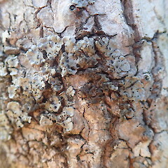 Corticolous on cabbage tree, Matakana, Warkworth.<br>Photographer: Marley Ford, Date taken: 07/04/2021, Licence: <a target='_blank' href='https://creativecommons.org/licenses/by-nc/4.0'>CC BY-NC</a>. <a class='member-message' href='/nzpcn/why-join-nzpcn/' target='_blank'>Members can view a larger version of this image.</a>