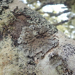 Corticolous in beech forest, Kahurangi Nelson.<br>Photographer: Marley Ford, Date taken: 05/01/2021, Licence: <a target='_blank' href='https://creativecommons.org/licenses/by-nc/4.0'>CC BY-NC</a>. <a class='member-message' href='/nzpcn/why-join-nzpcn/' target='_blank'>Members can view a larger version of this image.</a>