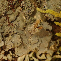 Lobes and isidia, Haast West Coast.<br>Photographer: Marley Ford, Date taken: 09/07/2020, Licence: <a target='_blank' href='https://creativecommons.org/licenses/by-nc/4.0'>CC BY-NC</a>. <a class='member-message' href='/nzpcn/why-join-nzpcn/' target='_blank'>Members can view a larger version of this image.</a>