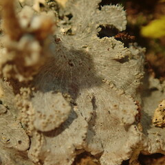 Lobes and isidia, Haast West Coast.<br>Photographer: Marley Ford, Date taken: 09/07/2020, Licence: <a target='_blank' href='https://creativecommons.org/licenses/by-nc/4.0'>CC BY-NC</a>. <a class='member-message' href='/nzpcn/why-join-nzpcn/' target='_blank'>Members can view a larger version of this image.</a>