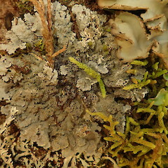 Degelia durietzii
