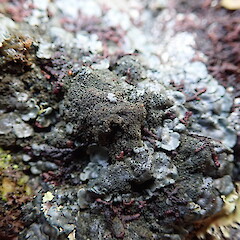 Saxicolous, Bank’s Peninsula.<br>Photographer: Marley Ford, Date taken: 27/04/2019, Licence: <a target='_blank' href='https://creativecommons.org/licenses/by-nc/4.0'>CC BY-NC</a>. <a class='member-message' href='/nzpcn/why-join-nzpcn/' target='_blank'>Members can view a larger version of this image.</a>
