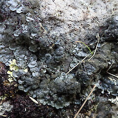 Saxicolous, Bank’s Peninsula.<br>Photographer: Marley Ford, Date taken: 27/04/2019, Licence: <a target='_blank' href='https://creativecommons.org/licenses/by-nc/4.0'>CC BY-NC</a>. <a class='member-message' href='/nzpcn/why-join-nzpcn/' target='_blank'>Members can view a larger version of this image.</a>