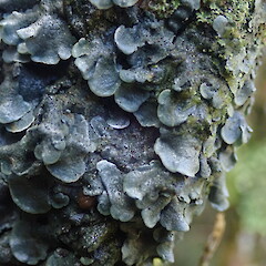 Corticolous, Oban Stewart Island.<br>Photographer: Marley Ford, Date taken: 21/04/2021, Licence: <a target='_blank' href='https://creativecommons.org/licenses/by-nc/4.0'>CC BY-NC</a>. <a class='member-message' href='/nzpcn/why-join-nzpcn/' target='_blank'>Members can view a larger version of this image.</a>