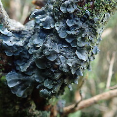 Corticolous, Oban Stewart Island.<br>Photographer: Marley Ford, Date taken: 21/04/2021, Licence: <a target='_blank' href='https://creativecommons.org/licenses/by-nc/4.0'>CC BY-NC</a>. <a class='member-message' href='/nzpcn/why-join-nzpcn/' target='_blank'>Members can view a larger version of this image.</a>
