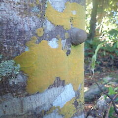 Corticolous on planted beech, Oban Stewart Island.<br>Photographer: Marley Ford, Date taken: 09/04/2021, Licence: <a target='_blank' href='https://creativecommons.org/licenses/by-nc/4.0'>CC BY-NC</a>. <a class='member-message' href='/nzpcn/why-join-nzpcn/' target='_blank'>Members can view a larger version of this image.</a>