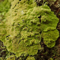 Corticolous lichen on Pomaderris apetala ssp. maritima, Mokau Waikato.<br>Photographer: Marley Ford, Date taken: 17/07/2020, Licence: <a target='_blank' href='https://creativecommons.org/licenses/by-nc/4.0'>CC BY-NC</a>. <a class='member-message' href='/nzpcn/why-join-nzpcn/' target='_blank'>Members can view a larger version of this image.</a>