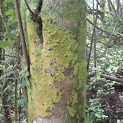 Corticolous lichen on Pomaderris apetala ssp. maritima. Mokau Waikato.<br>Photographer: Marley Ford, Date taken: 17/07/2020, Licence: <a target='_blank' href='https://creativecommons.org/licenses/by-nc/4.0'>CC BY-NC</a>. <a class='member-message' href='/nzpcn/why-join-nzpcn/' target='_blank'>Members can view a larger version of this image.</a>