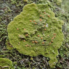 Corticolous in podocarp remanant, Bank’s Peninsula Canterbury.<br>Photographer: Marley Ford, Date taken: 28/04/2019, Licence: <a target='_blank' href='https://creativecommons.org/licenses/by-nc/4.0'>CC BY-NC</a>. <a class='member-message' href='/nzpcn/why-join-nzpcn/' target='_blank'>Members can view a larger version of this image.</a>