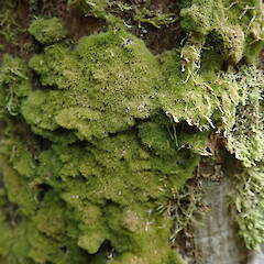 Corticolous in broadleaf forest, Oue - Hokianga Northland.<br>Photographer: Marley Ford, Date taken: 09/06/2019, Licence: <a target='_blank' href='https://creativecommons.org/licenses/by-nc/4.0'>CC BY-NC</a>. <a class='member-message' href='/nzpcn/why-join-nzpcn/' target='_blank'>Members can view a larger version of this image.</a>