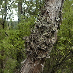 Lobarina scrobiculata