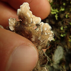 Underside, Kaweka Hawke’s Bay.<br>Photographer: Marley Ford, Date taken: 15/07/2020, Licence: <a target='_blank' href='https://creativecommons.org/licenses/by-nc/4.0'>CC BY-NC</a>. <a class='member-message' href='/nzpcn/why-join-nzpcn/' target='_blank'>Members can view a larger version of this image.</a>