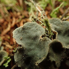 Upper surface, Kaweka Hawke’s Bay.<br>Photographer: Marley Ford, Date taken: 15/07/2021, Licence: <a target='_blank' href='https://creativecommons.org/licenses/by-nc/4.0'>CC BY-NC</a>. <a class='member-message' href='/nzpcn/why-join-nzpcn/' target='_blank'>Members can view a larger version of this image.</a>