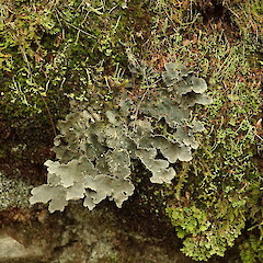 Terricolous, Kaweka Hawke’s Bay.<br>Photographer: Marley Ford, Date taken: 15/07/2020, Licence: <a target='_blank' href='https://creativecommons.org/licenses/by-nc/4.0'>CC BY-NC</a>. <a class='member-message' href='/nzpcn/why-join-nzpcn/' target='_blank'>Members can view a larger version of this image.</a>