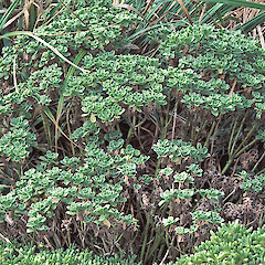 Kaingaroa, Chatham Island.<br>Photographer: Jeremy R. Rolfe, Date taken: 17/02/1985, Licence: <a target='_blank' href='https://creativecommons.org/licenses/by/4.0'>CC BY</a>. <a class='member-message' href='/nzpcn/why-join-nzpcn/' target='_blank'>Members can view a larger version of this image.</a>