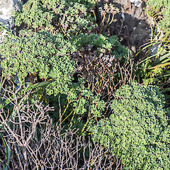 Kaingaroa, Chatham Island.<br>Photographer: Jeremy R. Rolfe, Date taken: 02/06/2013, Licence: <a target='_blank' href='https://creativecommons.org/licenses/by/4.0'>CC BY</a>. <a class='member-message' href='/nzpcn/why-join-nzpcn/' target='_blank'>Members can view a larger version of this image.</a>
