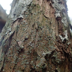 Corticolous on manuka bark, Grey Lynn Auckland.<br>Photographer: Marley Ford, Date taken: 18/04/2021, Licence: <a target='_blank' href='https://creativecommons.org/licenses/by-nc/4.0'>CC BY-NC</a>. <a class='member-message' href='/nzpcn/why-join-nzpcn/' target='_blank'>Members can view a larger version of this image.</a>