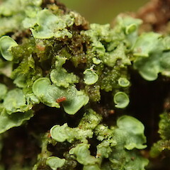 Normandina pulchella