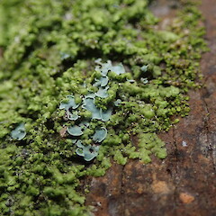 Growing over liverwort on nikau, Maunganui Bluff, Northland.<br>Photographer: Marley Ford, Date taken: 29/09/2020, Licence: <a target='_blank' href='https://creativecommons.org/licenses/by-nc/4.0'>CC BY-NC</a>. <a class='member-message' href='/nzpcn/why-join-nzpcn/' target='_blank'>Members can view a larger version of this image.</a>