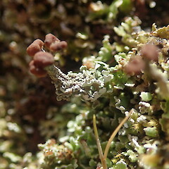 Cladonia enantia