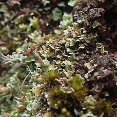 On scoria cliffs, One tree Hill Auckland.<br>Photographer: Marley Ford, Date taken: 18/10/2021, Licence: <a target='_blank' href='https://creativecommons.org/licenses/by-nc/4.0'>CC BY-NC</a>. <a class='member-message' href='/nzpcn/why-join-nzpcn/' target='_blank'>Members can view a larger version of this image.</a>