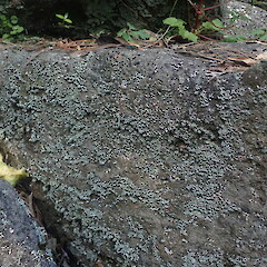 Dry squamules on rock wall, Oakley Creek Auckland.<br>Photographer: Marley Ford, Date taken: 18/09/2021, Licence: <a target='_blank' href='https://creativecommons.org/licenses/by-nc/4.0'>CC BY-NC</a>. <a class='member-message' href='/nzpcn/why-join-nzpcn/' target='_blank'>Members can view a larger version of this image.</a>