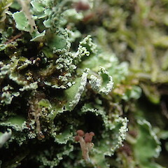 Sorediate squamules, Oakley Creek Auckland.<br>Photographer: Marley Ford, Date taken: 18/09/2021, Licence: <a target='_blank' href='https://creativecommons.org/licenses/by-nc/4.0'>CC BY-NC</a>. <a class='member-message' href='/nzpcn/why-join-nzpcn/' target='_blank'>Members can view a larger version of this image.</a>