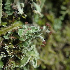 Poetidia on rock wall, Oakley Creek Auckland.<br>Photographer: Marley Ford, Date taken: 18/09/2021, Licence: <a target='_blank' href='https://creativecommons.org/licenses/by-nc/4.0'>CC BY-NC</a>. <a class='member-message' href='/nzpcn/why-join-nzpcn/' target='_blank'>Members can view a larger version of this image.</a>