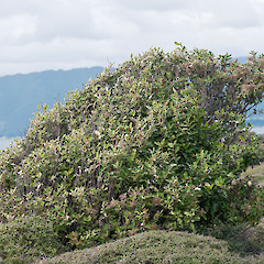 Kapiti Island.<br>Photographer: Jeremy R. Rolfe, Date taken: 19/05/2010, Licence: <a target='_blank' href='https://creativecommons.org/licenses/by/4.0'>CC BY</a>.