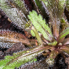 Solenogyne christensenii plant in cultivation.<br>Photographer: Jeremy R. Rolfe, Date taken: 06/03/2016, Licence: <a target='_blank' href='https://creativecommons.org/licenses/by/4.0'>CC BY</a>. <a class='member-message' href='/nzpcn/why-join-nzpcn/' target='_blank'>Members can view a larger version of this image.</a>