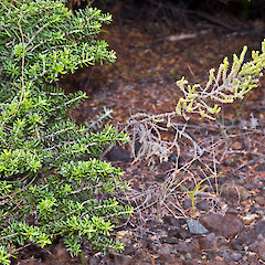 Cassinia amoena (left) and Ozothamnus leptophyllus (right). Surville Cliffs, Te Paki.<br>Photographer: Jeremy R. Rolfe, Date taken: 20/10/2009, Licence: <a target='_blank' href='https://creativecommons.org/licenses/by/4.0'>CC BY</a>. <a class='member-message' href='/nzpcn/why-join-nzpcn/' target='_blank'>Members can view a larger version of this image.</a>