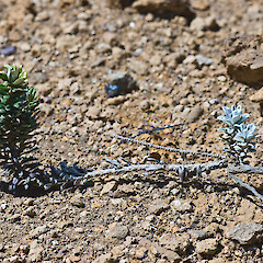 Adult foliage (left), juvenile foliage (right). Surville Cliffs, Te Paki.<br>Photographer: Jeremy R. Rolfe, Date taken: 21/10/2009, Licence: <a target='_blank' href='https://creativecommons.org/licenses/by/4.0'>CC BY</a>. <a class='member-message' href='/nzpcn/why-join-nzpcn/' target='_blank'>Members can view a larger version of this image.</a>