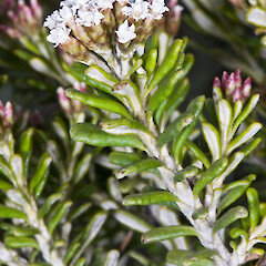 Cassinia amoena