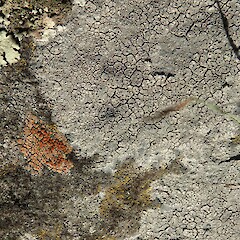 Saxicolous, Stony Bay, Banks Peninsula.<br>Photographer: Allison Knight, Date taken: 26/04/2019, Licence: All rights reserved. <a class='member-message' href='/nzpcn/why-join-nzpcn/' target='_blank'>Members can view a larger version of this image.</a>